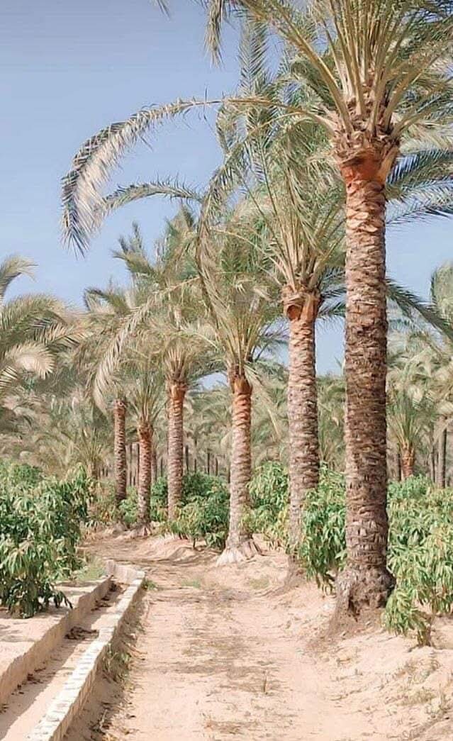 بيع نخيل مصري أطوال | شتلات نخيل فاخرة - متجر أطعمة الجنة