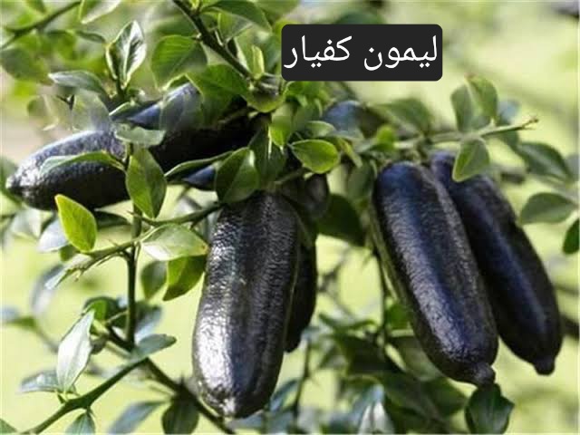 شتلات ليمون كافيار أسود فاخرة – كنز الفاكهة الاستوائية النادرة